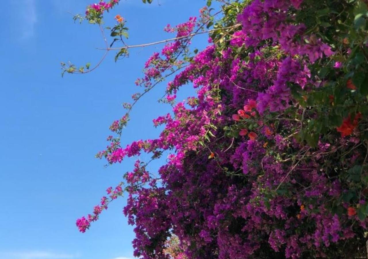 Pousada Halliny Do Rosa Praia do Rosa Eksteriør billede